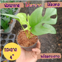 มอนสเตอร่าจินนี่ Monstera Ginny ไม้จิ๋ว ไม้ฟอกอากาศ ต้นไม้จิ๋ว