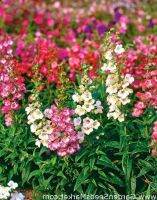 เมล็ดพันธุ์ Seeds Plant เพนสตีมอน penstemon gentianoides beardtongue 200 เมล็ด เมล็ดพันธุ์นำเข้าจาก อังกฤษ