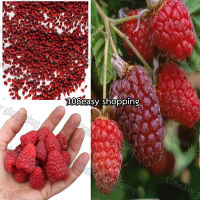 เมล็ดพันธุ์ Raspberry เมล็ดแรสเบอร์รี ราสเบอร์รี เมล็ดผลไม้