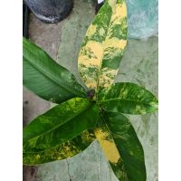 โปรแรง เศรษฐีวิลสันด่างDieffenbachia sp. เก็บเงินปลายทาง