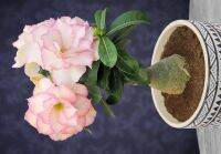 10 เมล็ด เมล็ดพันธุ์ ชวนชม สายพันธุ์ไต้หวัน ดอกสีชมพู Adenium Seeds กุหลาบทะเลทราย Desert Rose ราชินีบอนไซ อัตราเปอร์เซ็นต์การงอก 80-90% มีคู่มือปลูก