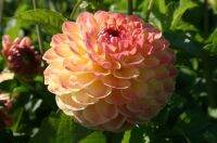 1 เหง้า/ชุุด รักเร่ Dahlia Bulb สายพันธุ์ LAKELAND AUTUMN หัวรักเร่ ดอกไม้ ดอกรักเร่ เหง้า นำเข้า ยุโรป หัวสดใหม่ ผ่านการแช่เย็นแล้ว