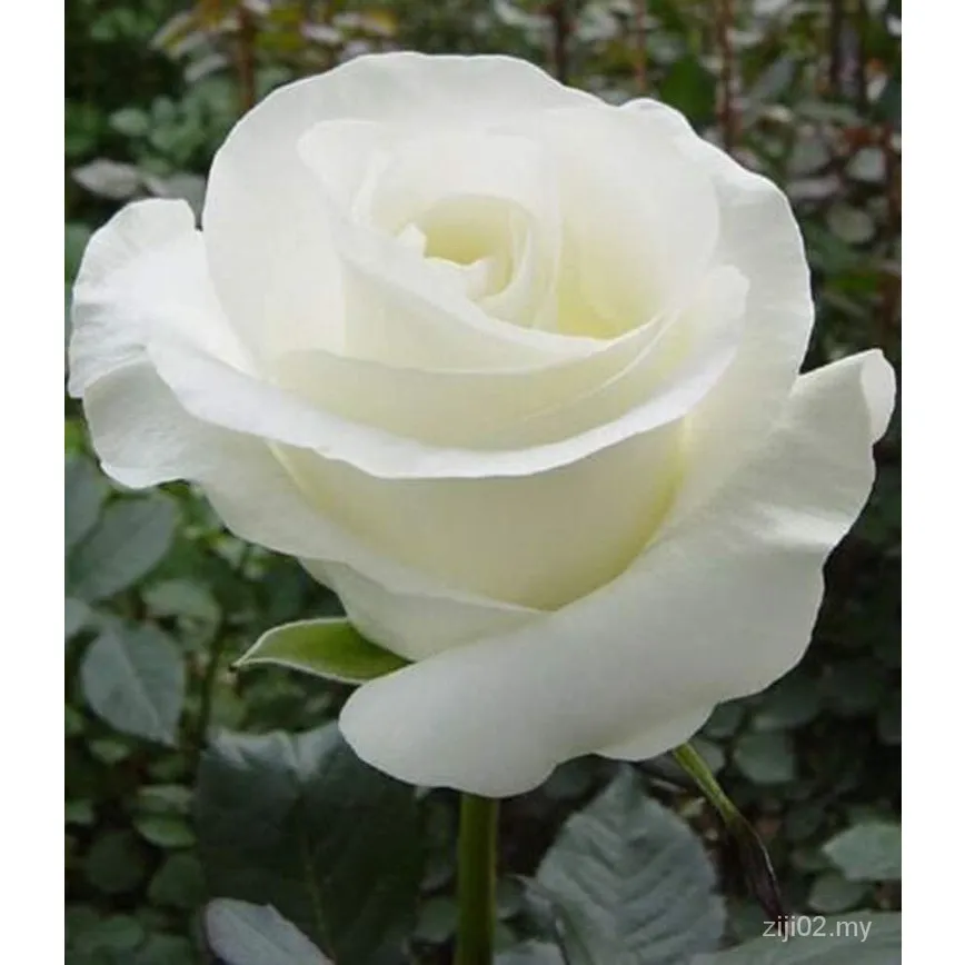 white gulab flower