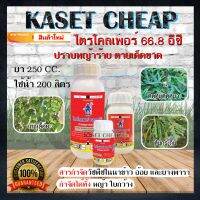 ไตรโคลเพอร์ 66.8 อีซี (Triclopyr 66.8 EC) ตราปีศาจ ยาฆ่าตอไม้ สารราดตอไม้ กำจัดตอไม้ รากไม้ ป้ายตอไม้ กำจัดราก ใช้สำหรับ นาข้าว อ้อย และยางพารา