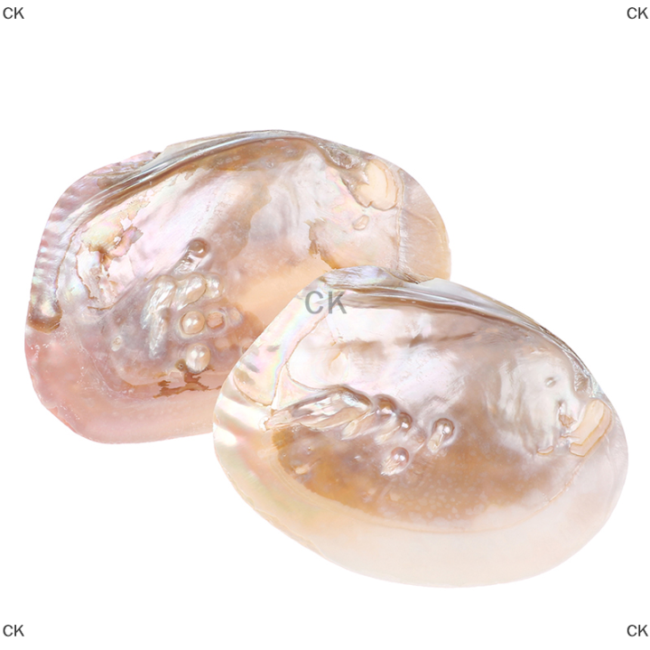 ck-มุกน้ำจืดธรรมชาติเปลือกหอย-oyster-mother-of-pearl-nautical-decoration