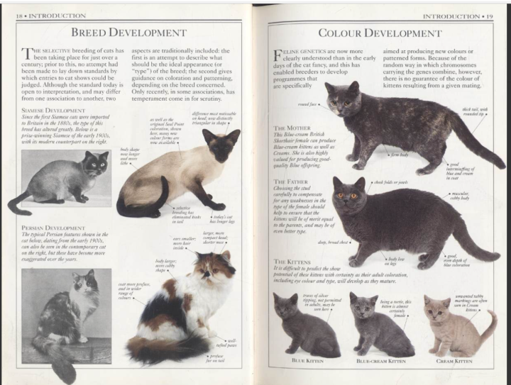 cats-cat-breeds-amp-cat-care