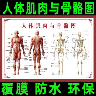 Human anatomy muscle structure of the human gut systemic distribution of human body skeleton model the poster