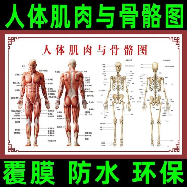 human-anatomy-muscle-structure-of-the-human-gut-systemic-distribution-of-human-body-skeleton-model-the-poster