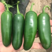 เมล็ดพันธุ์ พริกจาราปิโน่ - Jalapeno Mexican Pepper ระดับความเผ็ด 5,000 SHU บรรจุ 50 เมล็ด