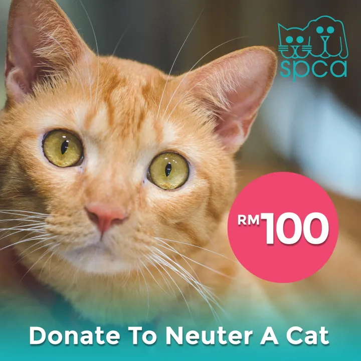 SPCA Selangor RM 100 Neuter A Cat Lazada