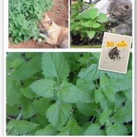 เมล็ดแคทนิป catnip (10แถม1คละได้) ปลูกง่ายงอกดี ปลูกไว้ทาน