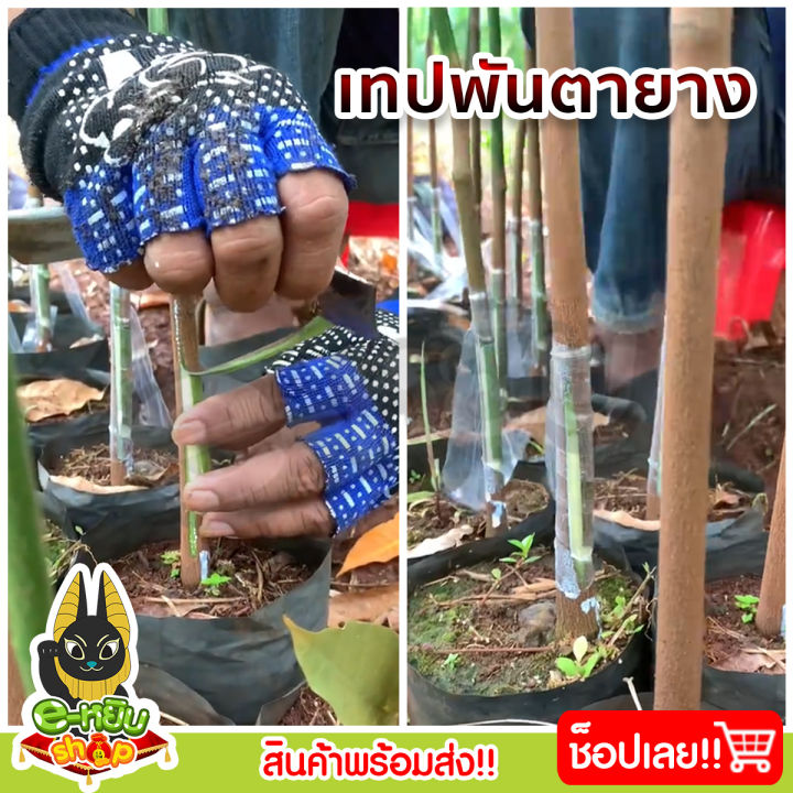 เทปพันตายาง-เทปพันตายางตรานกเงือก-เทปพันกิ่ง-เทปพันกิ่งไม้-ปลูกยาง-สวนยาง-ยางพารา-ต้นยาง-กรีดยาง-ปลูกต้นยาง