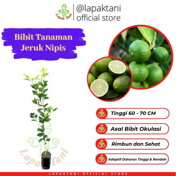 Bibit Tanaman Buah Jeruk Nipis Untuk Minuman Jeruk Pecel Lazada