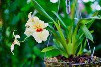 30 เมล็ดพันธุ์ เมล็ดกล้วยไม้ กล้วยไม้มิลโทนอปซิส (Miltonopsis Orchids) Orchid flower seeds อัตราการงอก 80-85%