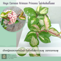 Hoya carnosa krimson princess โฮย่าคาโนซ่า คิมสันปริ๊นเซส ซื้อต้นใหญ่แถมฟรีต้นเล็ก ไม้ประดับ สะสม ไม้ดอก ใบด่าง