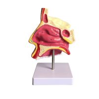 Nasal anatomic model nose nose medicine otolaryngology model of human nasal model