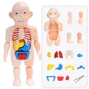 Kid Montessori 3D Puzzle Human Body Anatomy Model Educational Learning