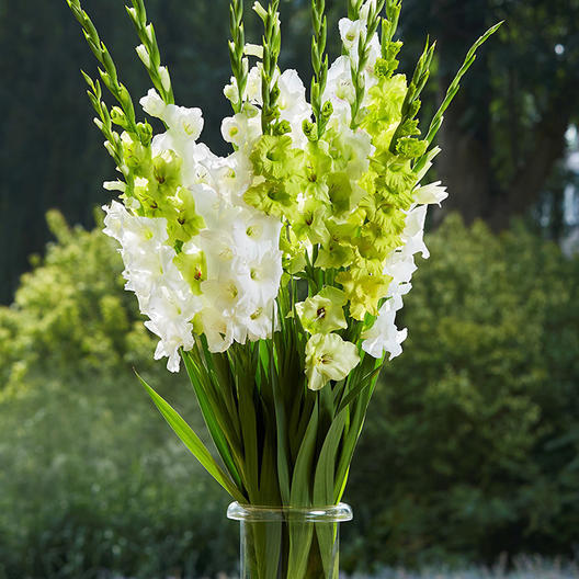 10หัว-แกลดิโอลัส-gladiolus-หรือดอกซ่อนกลิ่นฝรั่ง-สีขาว-เป็นดอกไม้แห่งคำมั่นสัญญา-ความรักความผูกพัน-สินค้าตามรูป