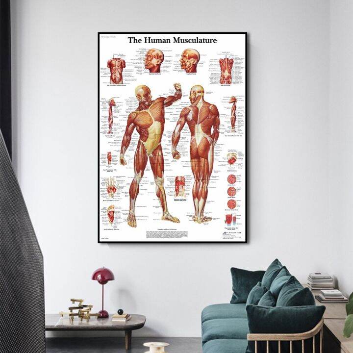 human-body-anatomy-medical-โปสเตอร์และพิมพ์ผ้าใบ-wall-art-มนุษย์-musculature-ภาพวาดสำหรับห้องออกกำลังกาย-cuadros-ตกแต่งบ้าน