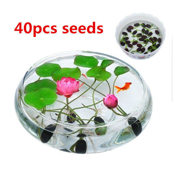 Philippines Ready Stock 40pcs/bag Lotus Water Lily Bonsai Seed Garden