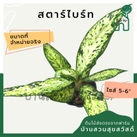 ต้นดิฟเฟนบาเกีย​ สตาร์​ไบร์ท​ (Dieffenbachia StarBright)