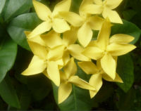 ต้นเข็ม เข็มเหลือง เข็มใหญ่ ดอกสีเหลือง สวยมาก กระถาง 6 นิ้ว สูง 15-40 ซ.ม.