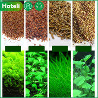 【HATELI】Easy ปลูกพืชไม้น้ำอควาเรียมพรม Aquarium Grass สนามหญ้ามอสตกแต่งสำหรับตู้ปลาอุปกรณ์เสริมพืช