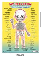 โครงกระดูกของฉัน EQ 480 โปสเตอร์สื่อการสอน 2 ภาษา หุ้มพลาสติก ขนาด 50 * 70 cm