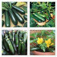 เมล็ดพันธุ์ ซูกินี แบล็คบิวตี้ (Black Beauty Zucchini Squash Seed) บรรจุ 25 เมล็ด