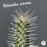 Alluaudia procera แคคตัส กระบองเพชร cactus&amp;succulent