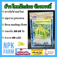 ผักซอง เจียไต๋ ข้าวโพดฝักอ่อน จักรพรรดิ์ จำนวน 40 เมล็ด/ซอง เมล็ดพันธุ์ ลอตใหม่ งอกดี รูปทรงสวย สีสวย ฝักสด ผลผลิตสูง ระยะเก็บ 30-35 วัน