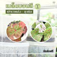 เมล็ดบอนสี (ผสมจาก เจ้าปอแก้ว กับสุดรัก) ชุด 25 เมล็ด ส่งฟรี