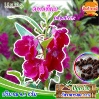 ดอกเทียน ดอกเทียนขาว เทียนไทย เทียนดอก ( Garden Baisam impatiens ) 0.5 กรัม เมล็ดคุณภาพ  ( ซอง , ดอกไม้, ดอกไม่ในสวน, ปลูกง่าย)