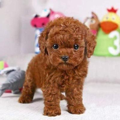 2021Teddy Dog Kids Plush Toys Brown Simulation Dog Poodle Plush Toys Cute Animal Suffed Doll for Christmas Gift Present