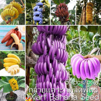 *ขายเมล็ดพันธุ์/ประเทศไทยพร้อมสต็อก* ปลูกง่าย 50 เมล็ด เมล็ดกล้วยแคระ Dwarf Banana Seeds กล้วยแคระ เมล็ดพันธุ์ Tropical Fruit Seeds Fruits Plants กล้วยหอมแคระ ต้นไม้แคระ ต้นไม้มงคล เมล็ดบอนสี เมล็ดกล้วยด่าง ต้นกล้วยเเคระ ​ต้นไม้ฟอกอากาศ พันธุ์ไม้ผล