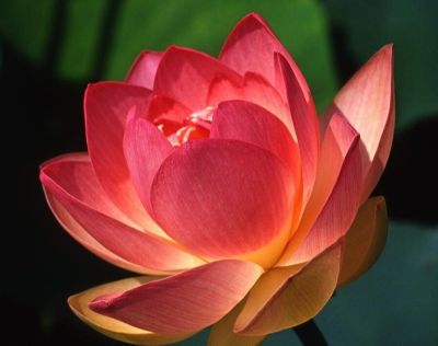 5 เมล็ด เมล็ดบัว ดอกสีชมพู ดอกใหญ่ ของแท้ 100% เมล็ดพันธุ์บัวดอกบัว ปลูกบัว เม็ดบัว สวนบัว บัวอ่าง Lotus seed.