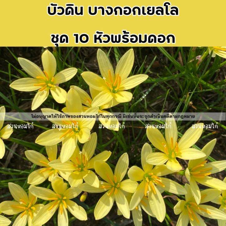 บัวดินบางกอกเยลโล-10หัว