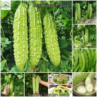 เมล็ดพันธุ์ มะระ Bitter Gourd Seeds for Planting Vegetable Seeds (ประมาณ 50 เมล็ด) เมล็ดพันธุ์ผัก ต้นไม้ฟอกอากาศ ต้นผลไม้ พันธุ์ผัก พันธุ์ไม้ผล เมล็ดผัก ผักออแกนิค เมล็ดพันธุ์แท้ ปลูกผัก ผักสวนครัว คุณภาพดี ราคาถูก ของแท้ 100% ปลูกง่าย ปลูกได้ทั่วไทย ต้น