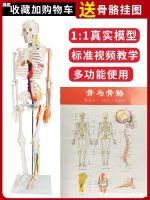 Human skeleton skeleton removable medical mini small with whole skeleton muscle anatomy model toys furnishing articles