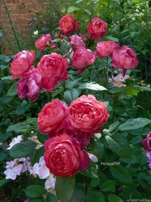 30 เมล็ด เมล็ดพันธุ์ Benjamin Britten สายพันธุ์อังกฤษ ดอกกุหลาบ นำเข้าจากอังกฤษ ดอกใหญ่ พร้อมคู่มือปลูก English Rose Seeds