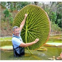 เมล็ดพันธุ์ บัวกระด้ง (Victoria waterlily) 5 เมล็ด Plant Seeds Unseen Thailand บัวกระด้งยักษ์ผู้ใหญ่ยืนได้.