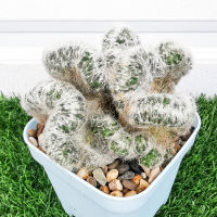 แมมบูมิไอคริส Mammillaria Baumii Cristata ดอกสีเหลือง ขนาด 9-10 cm.