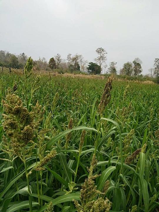 ขายส่ง-10-กิโลกรัม-เมล็ดหญ้ากัมบ้า-andropogon-gayanus-พืชตระกูลหญ้า-เมล็ดพันธ์หญ้า-หญ้าอาหารสัตว์-หญ้าพันธุ์-พืชอาหารสัตว์-หญ้าเลี้ยงวัว