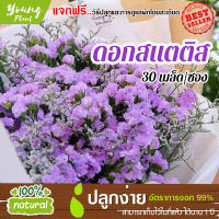 เมล็ดพันธุ์ดอกไม้ ดอกสแตติช อัตราการงอก95% ปลูกง่าย โตไว (แถมฟรี!!!เมล็ดดอกทานตะวัน)