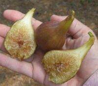 Figs Plant ต้นมะเดื่อฝรั่ง พันธุ์ Eastern Brown Fig (อิสเทินบาร์วฟิกส์) อร่อย หวาน หอมมากๆ ต้นสมบูรณ์มาก รากแน่นๆ จัดส่งพร้อมกระถาง 6 นิ้ว ลำต้นสูง 45-50 ซม ต้นไม้แข็งแรงทุกต้น เรารับประกันจัดส่งห่ออย่างดี จัดส่งสินค้าตามรูป