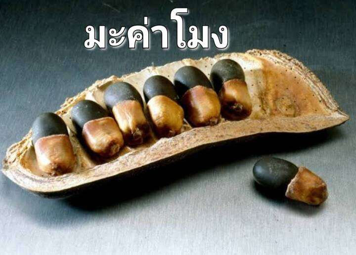 มะค่าโมง-เมล็ดพันธุ์มะค่าโมง-มะค่าแต้-black-rosewood-pod-mahogany-seeds-บรรจุ-5-เมล็ด