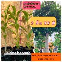 ( Pro+++ ) คุ้มค่า ไม้ยักษ์ จากแอฟริกา baobab ต้นเบาบับดิจิทาทา 3 ต้น 99฿ ความสูง 20-25ซม.ลำต้นอ้วนโคนใหญ่ ราคาดี พรรณ ไม้ น้ำ พรรณ ไม้ ทุก ชนิด พรรณ ไม้ น้ำ สวยงาม พรรณ ไม้ มงคล