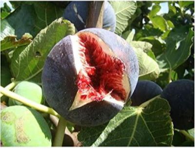 10 เมล็ด เมล็ดมะเดื่อฝรั่ง Figs สายพันธุ์ Sultane ของแท้ 100% มะเดื่อฝรั่ง หรือ ลูกฟิก (Fig) อัตราการงอก 70-80% Figs Seed มีคู่มือวิธีปลูก
