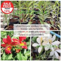 ( Pro+++ ) คุ้มค่า ต้นกล้วยไม้อิพิเดนดรัมสีแดง และสีขาว ในกระถาง 3.5 นิ้ว (Edidendrum orchid plant - Red/ White) 3 ต้น คละสีได้ ราคาดี พรรณ ไม้ น้ำ พรรณ ไม้ ทุก ชนิด พรรณ ไม้ น้ำ สวยงาม พรรณ ไม้ มงคล