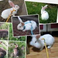 〖Love pets〗 Pet Rabbit Soft Harness Leash Adjustable Bunny Traction Rope for Running Walking WXV Sale